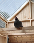 Barn Style Chicken Coop