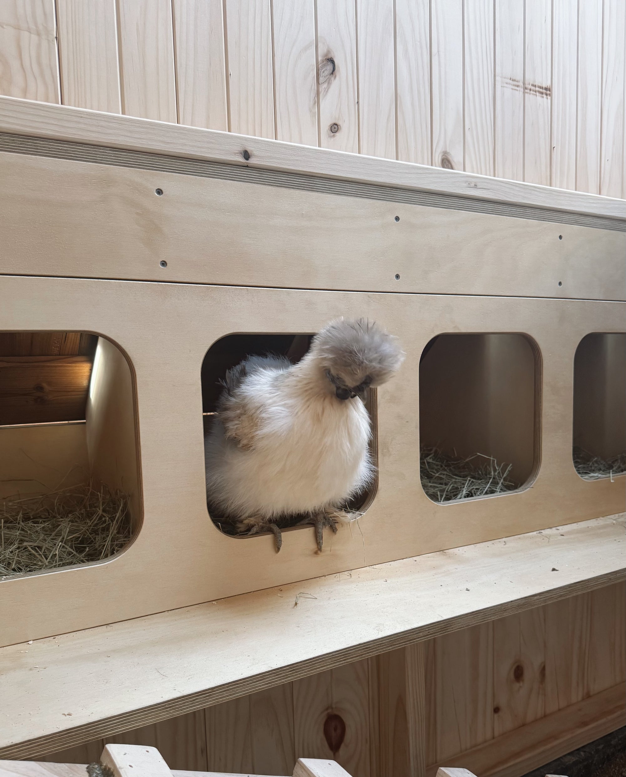 Barn Style Chicken Coop