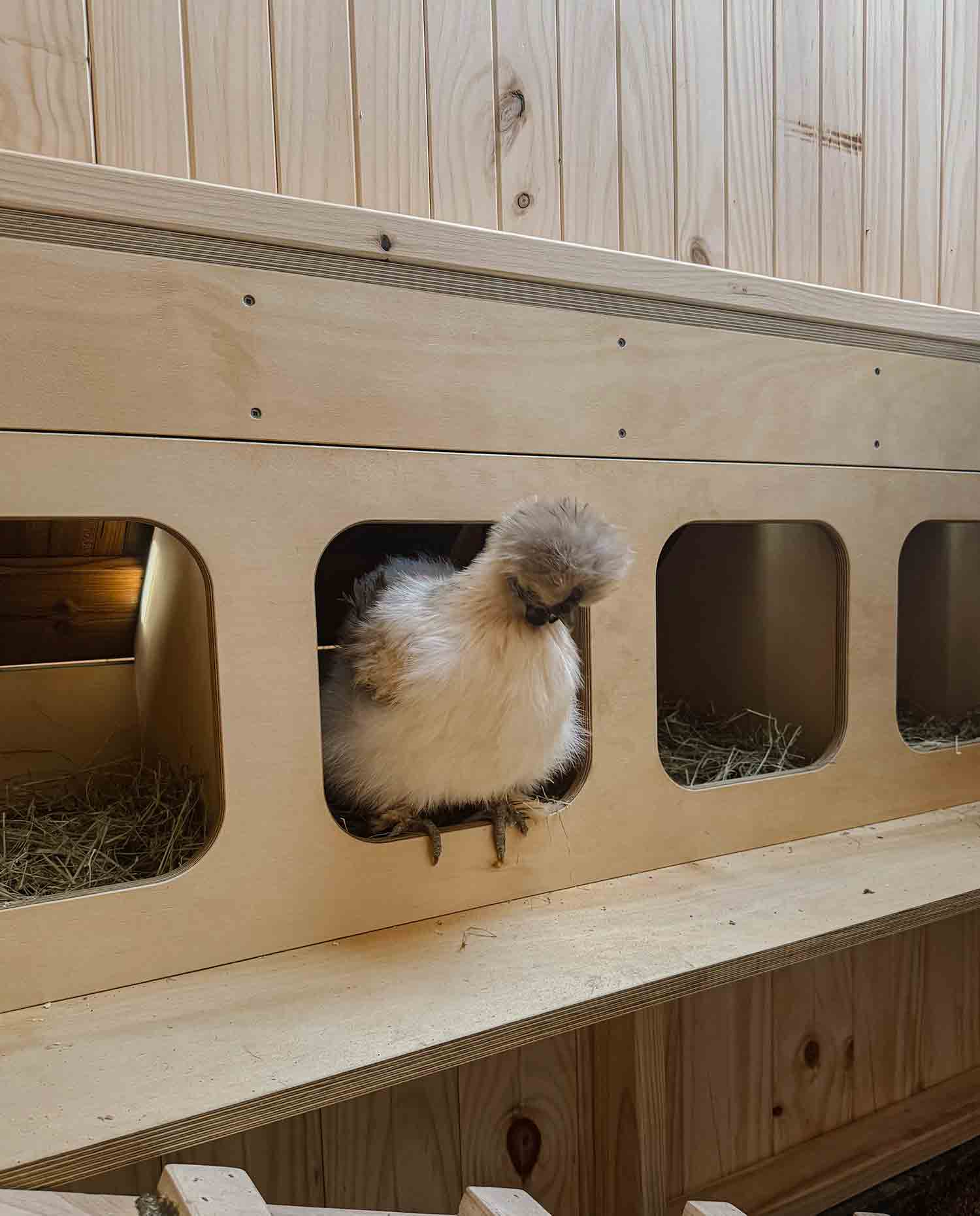 Small fluffy chicken poking out from inside a custom built chicken coop nesting box