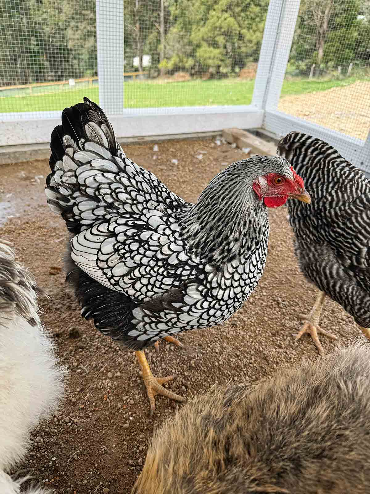 Patterned chicken in a coop with other chickens
