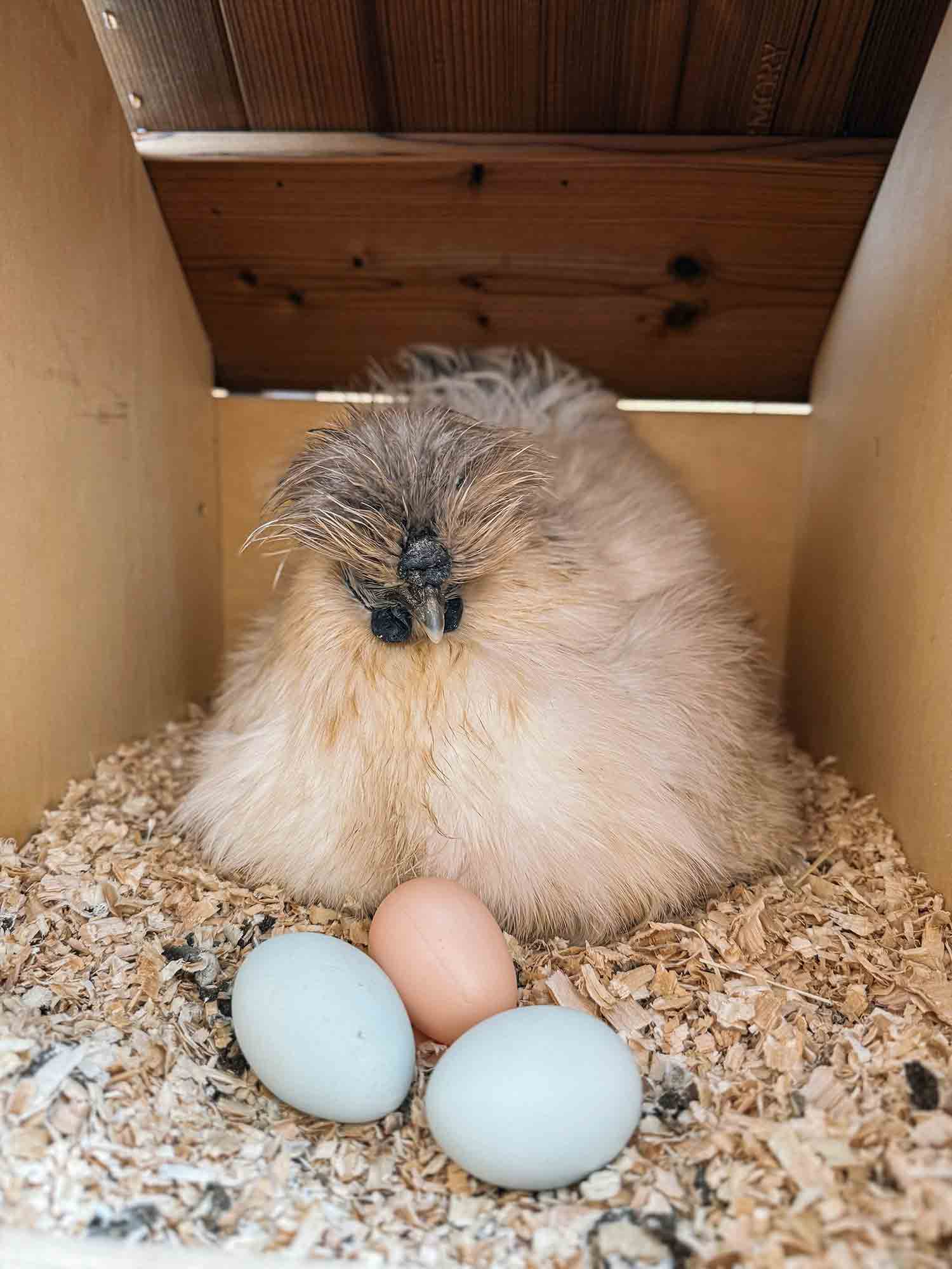 Fluffy chicken sitting on three eggs in a nest with a wooden background
