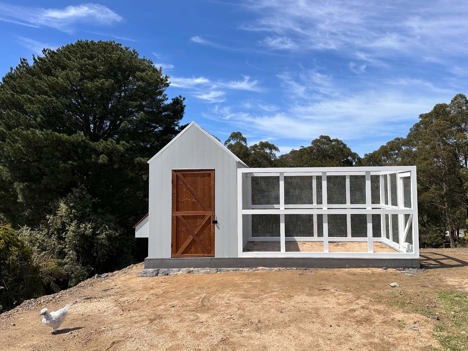 Large grey barn style chicken coop with white chicken run on a sunny day in landscape with a chicken in the foreground