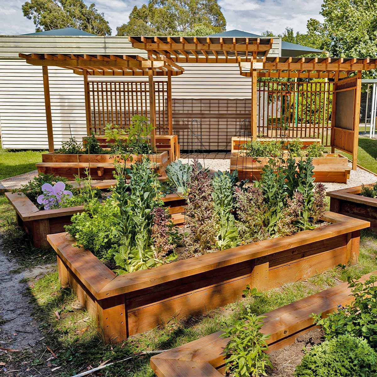 Wooden raised garden beds with plants in front of a pergola in a school setting