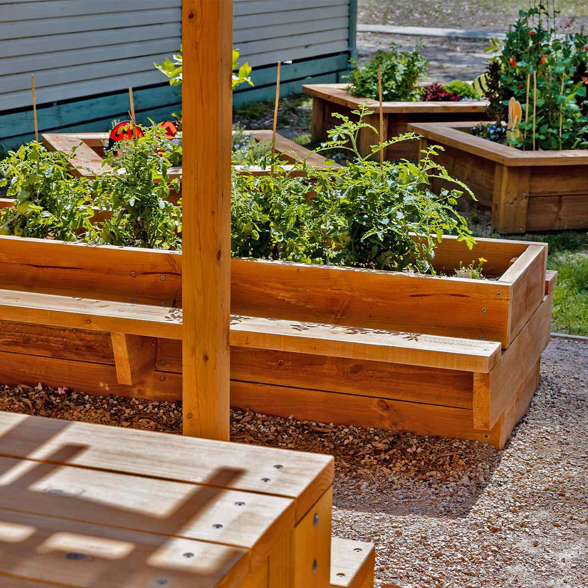 Raised timber garden bed with seating detail shot in sunny landscaped outdoor classroom